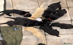 Labrador Retriever dogs for sale: KC Reg Health Tested Working Labradors - Image 26