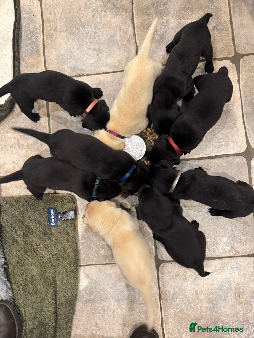 Labrador Retriever dogs for sale: KC Reg Health Tested Working Labradors - Image 26