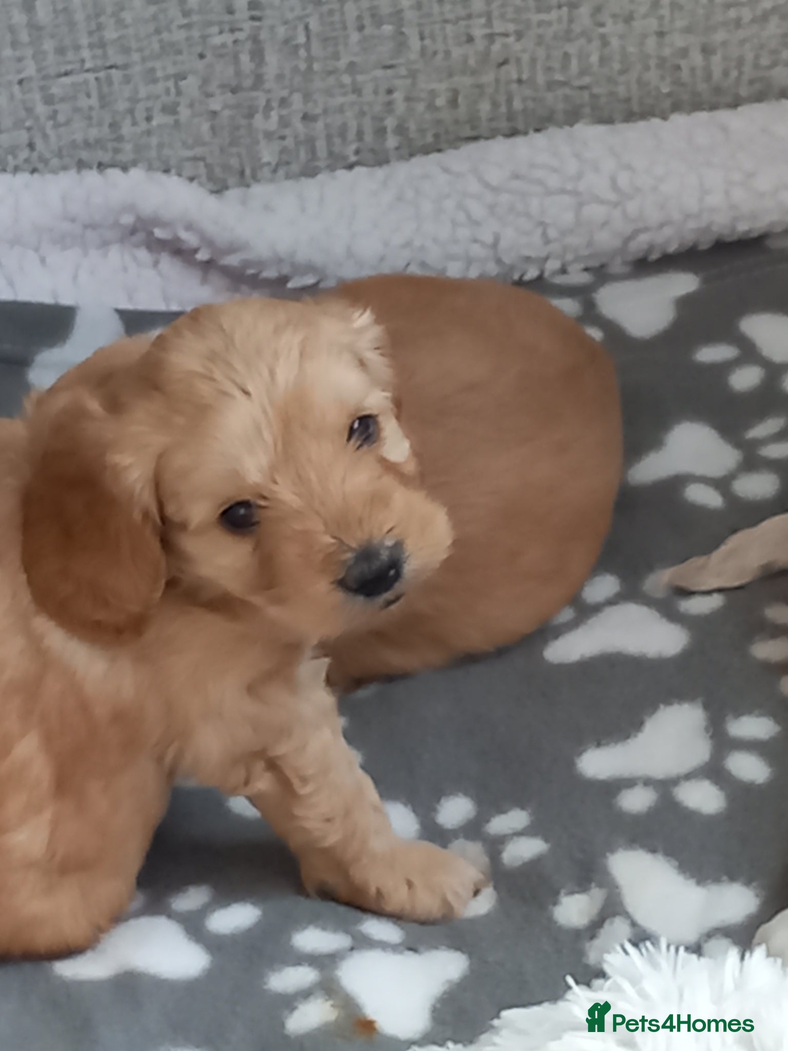 Cockapoo dogs Show class litter of 7 cockerpoo puppies - Advert 2