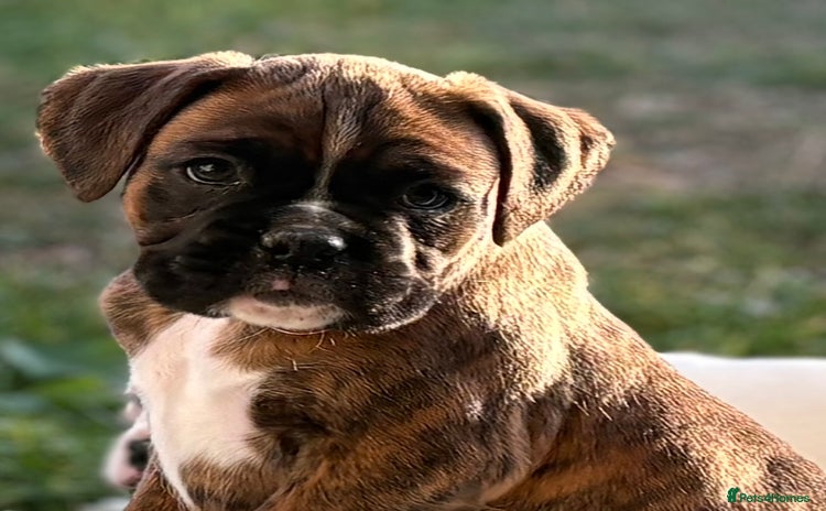 Boxer dogs - Advert 3