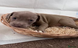 American Bully dogs for sale:  Medium Bully Puppies–XL are banned, these are NOT - Image 24