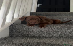 Mixed Breed dogs for sale: Chocolate Labrador cross staff  - Image 2
