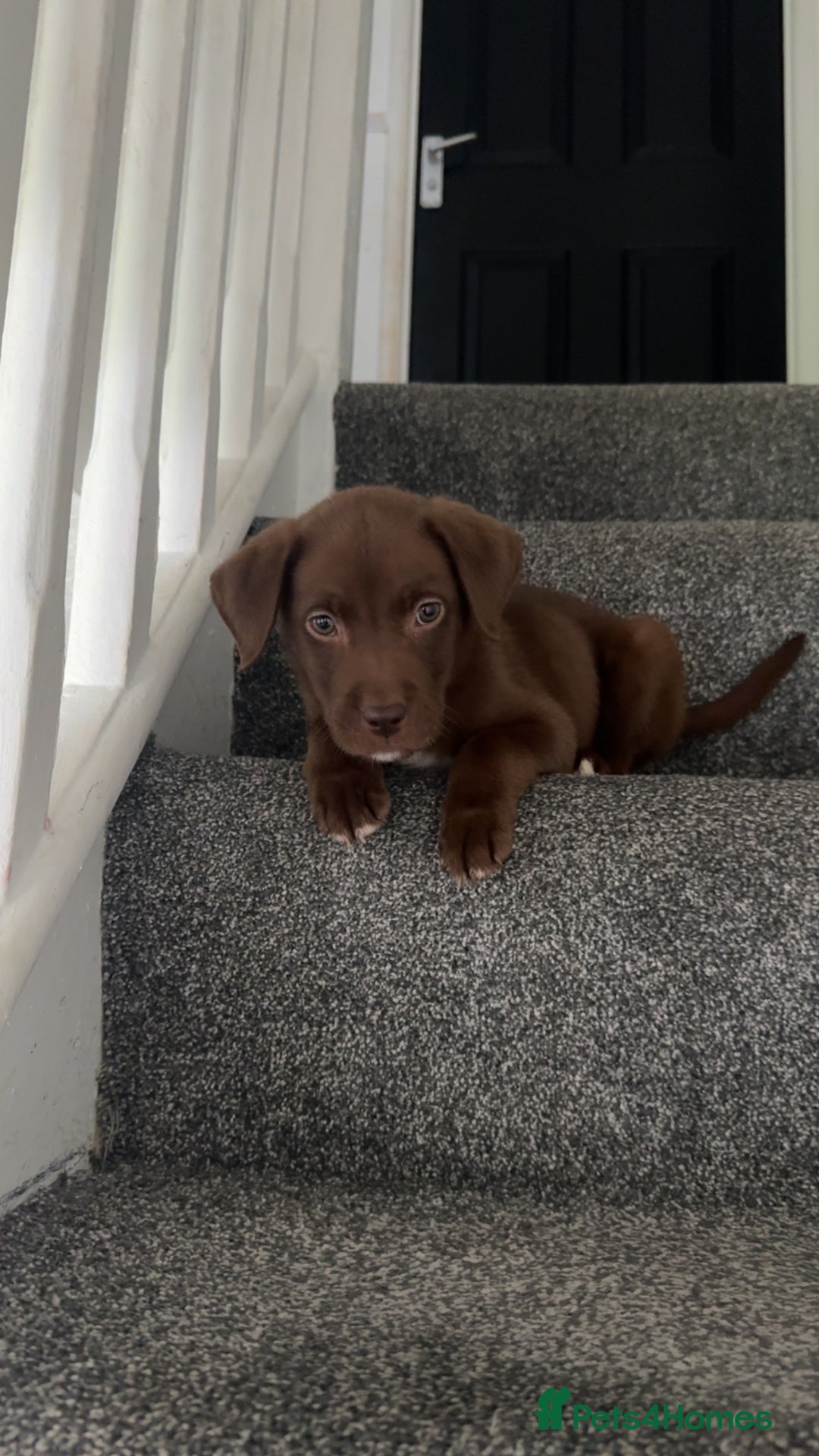 Mixed Breed dogs for sale: Chocolate Labrador cross staff  - Image 2