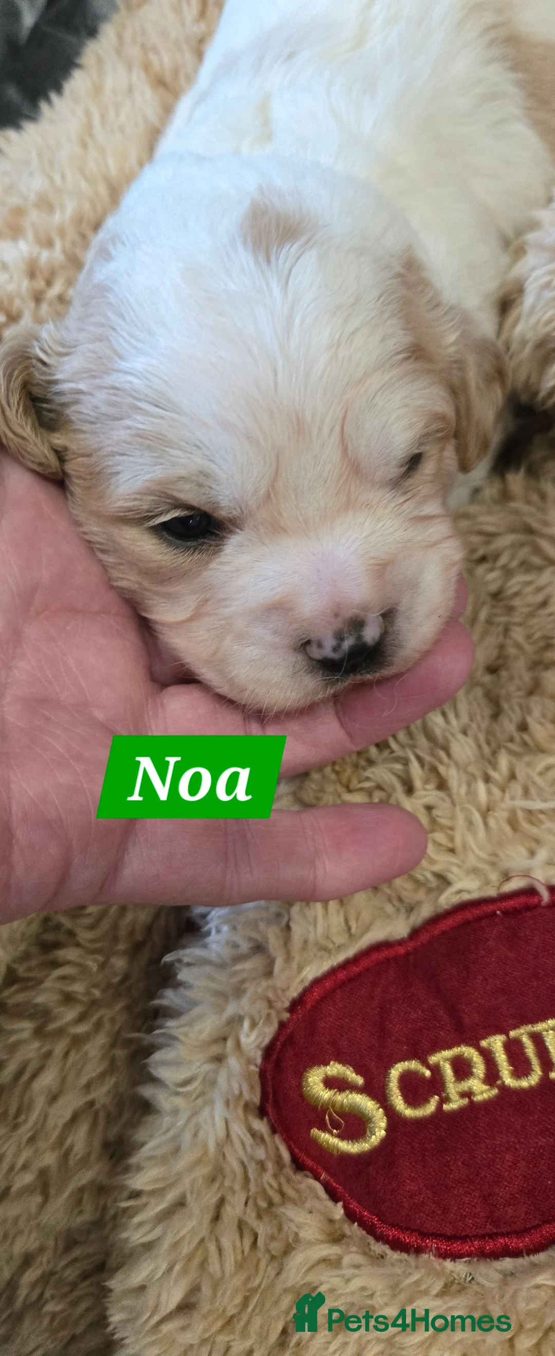 Cavachon dogs for sale: Cute cavachons - Advert 4