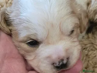 Cavachon dogs Cute cavachons - Advert 1