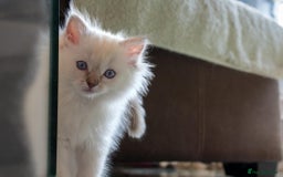 Ragdoll cats for sale: Ready Now GCCF Ragdoll Kittens Irresistibly Cuddly - Image 24