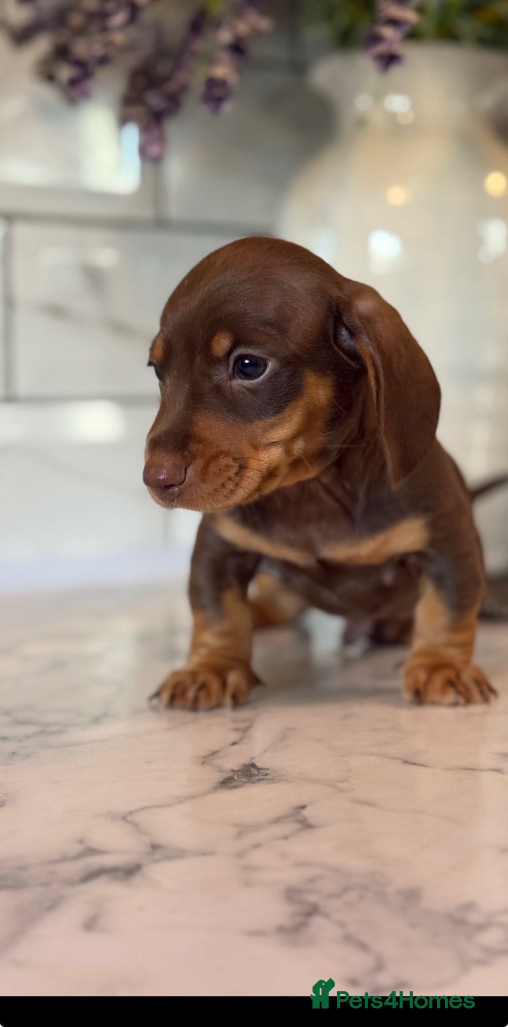 Miniature Dachshund dogs 💗 READY NOW SHOW QUALITY MALES AND FEMALES 🎀 - Advert 2
