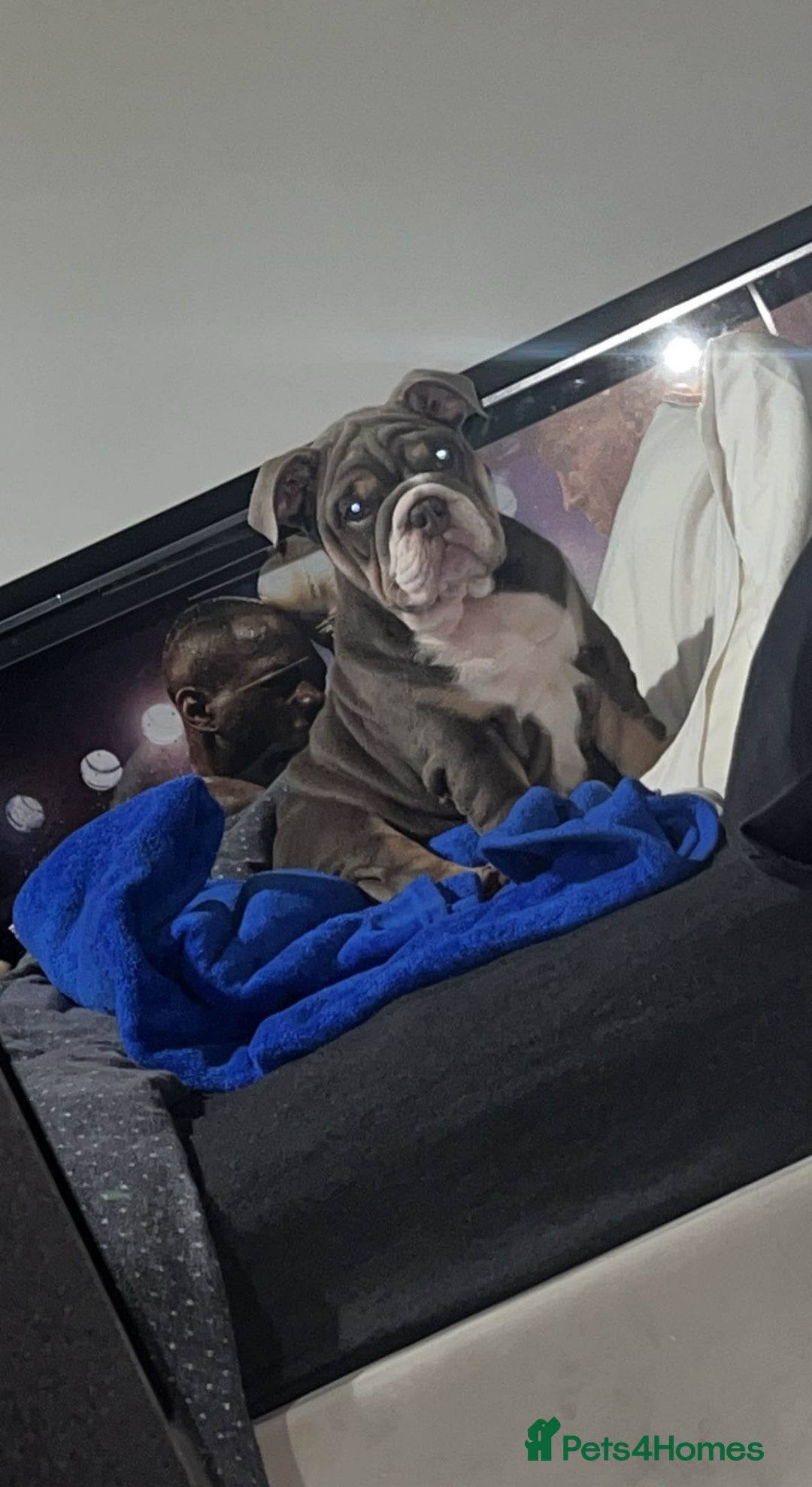 English Bulldog dogs for stud: 🔥FURY🔥 - Image 9