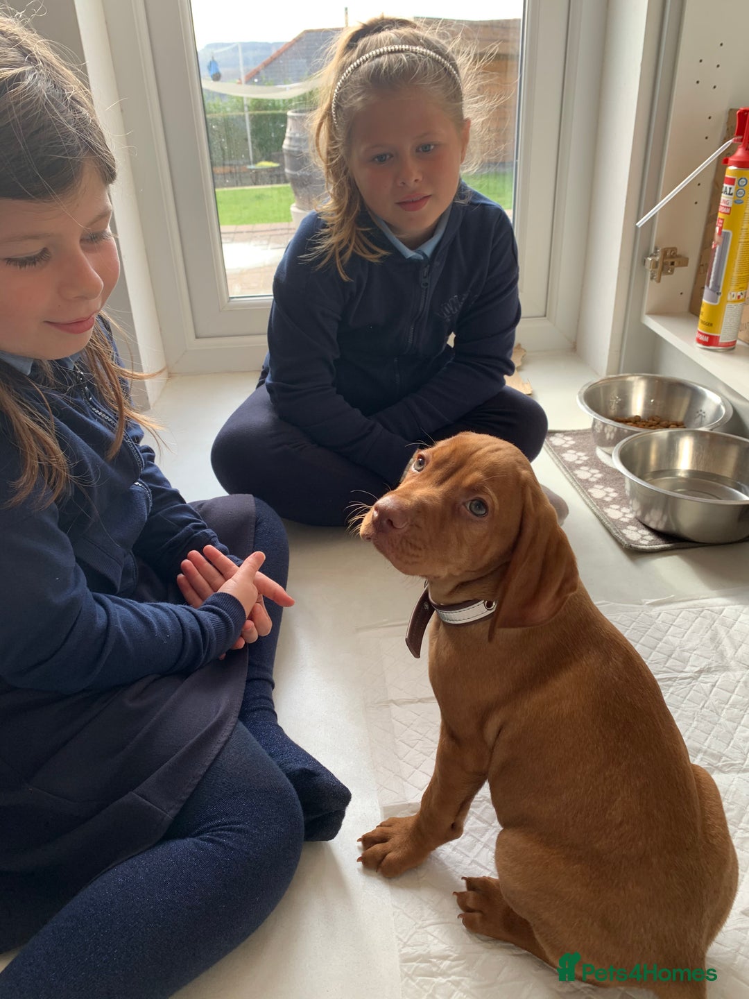 Hungarian Vizsla dogs for stud: Rolo Hungarian Viszla STUD in Treharris - Advert 9