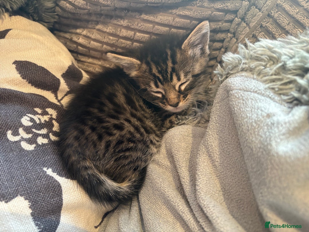 Bengal cats for sale: bengal kittens  - Advert 28