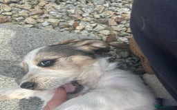 Basset Griffon Vendeen dogs for sale: Griffon petit basset Vendeen tricolor  - Image 6
