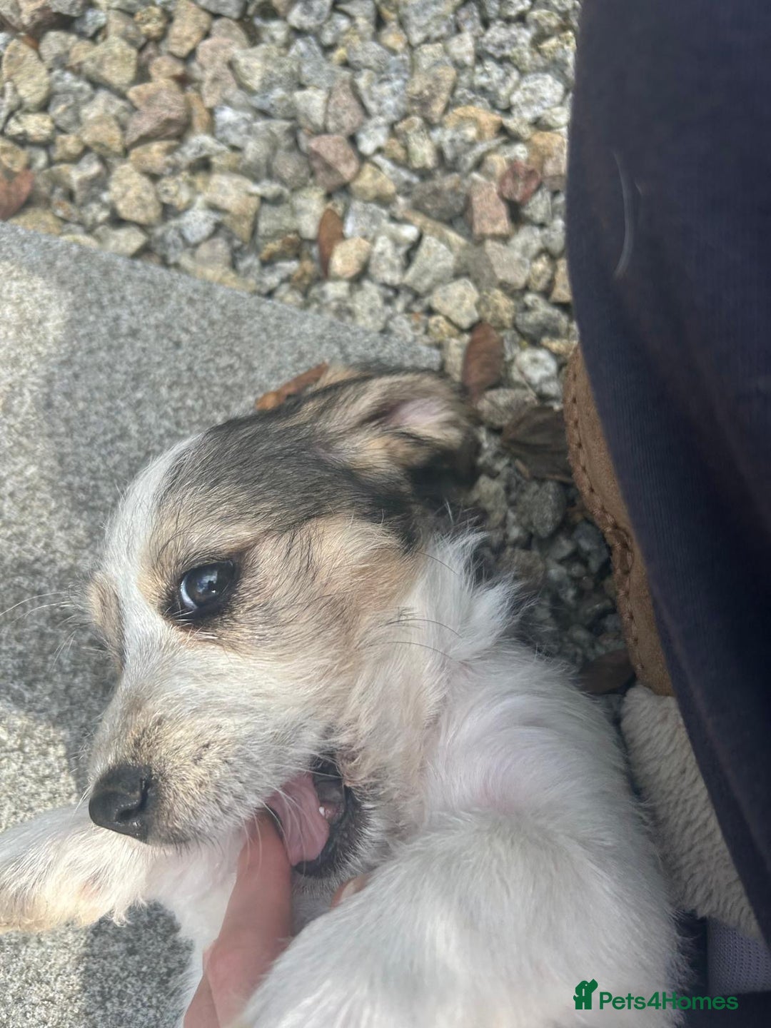 Basset Griffon Vendeen dogs for sale: Griffon petit basset Vendeen tricolor  - Image 6