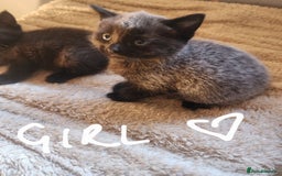 British Shorthair cats for sale: 5 beautiful british shorthair kittens - Image 1