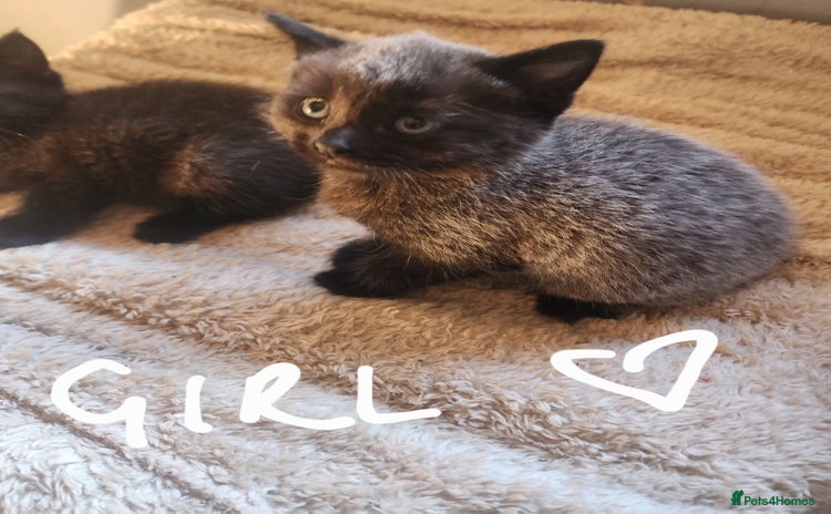 British Shorthair cats - Advert 4