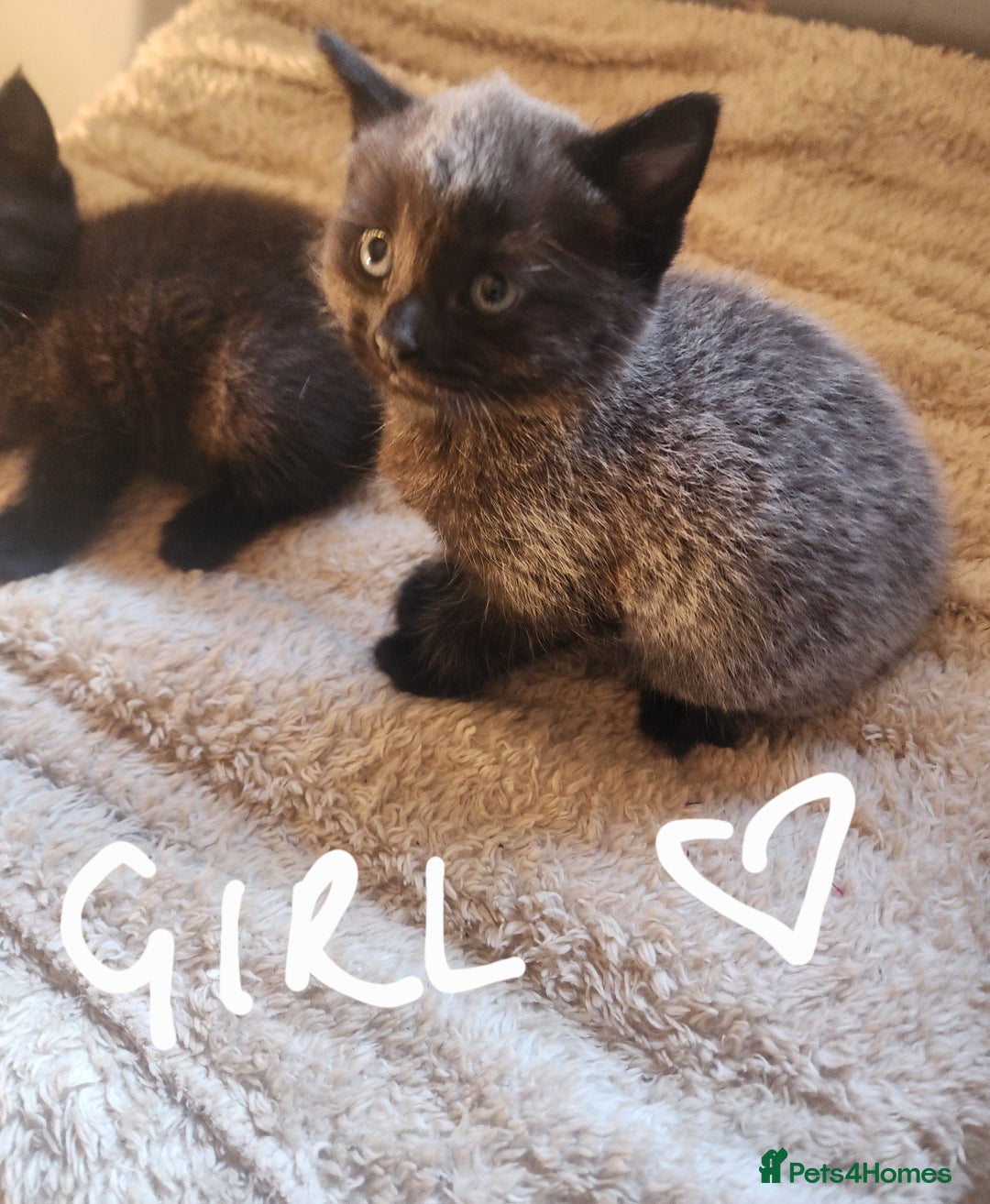 British Shorthair cats for sale: 5 beautiful british shorthair kittens - Image 1