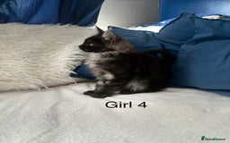 Maine Coon cats for sale: XXL  Ready Now TICA pure bread Maine Coon Kittens  - Image 4