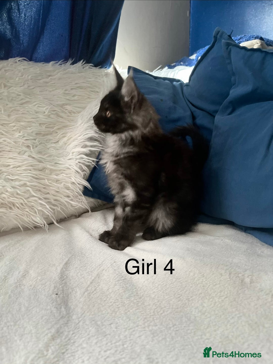 Maine Coon cats for sale: XXL  Ready Now TICA pure bread Maine Coon Kittens  - Image 4