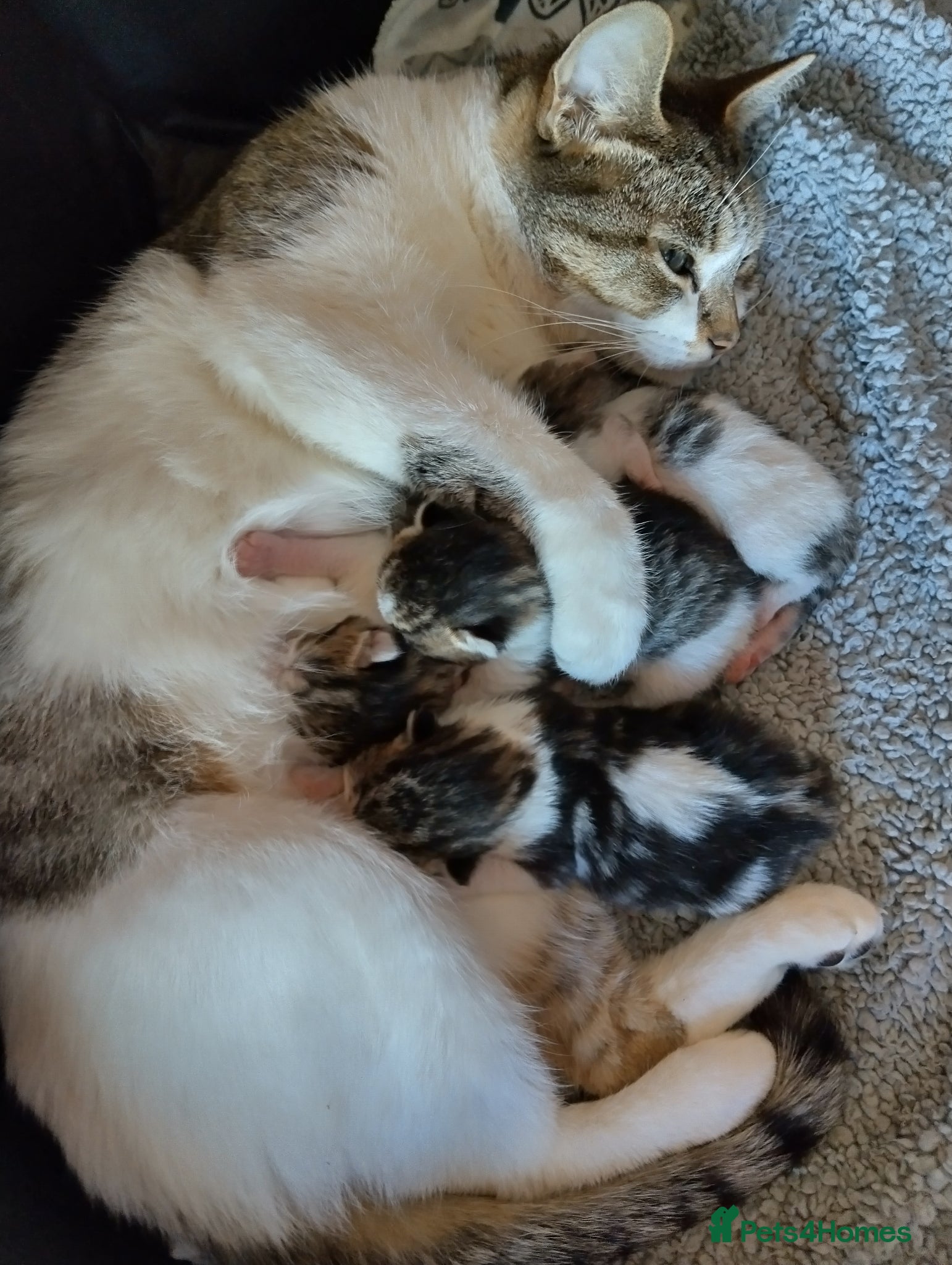 Mixed Breed cats Kittens looking for there forever home  - Advert 5