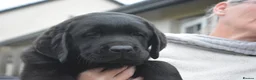 Labrador Retriever dogs for sale: Stunning Puppies From Show Winning Parents - Advert 24