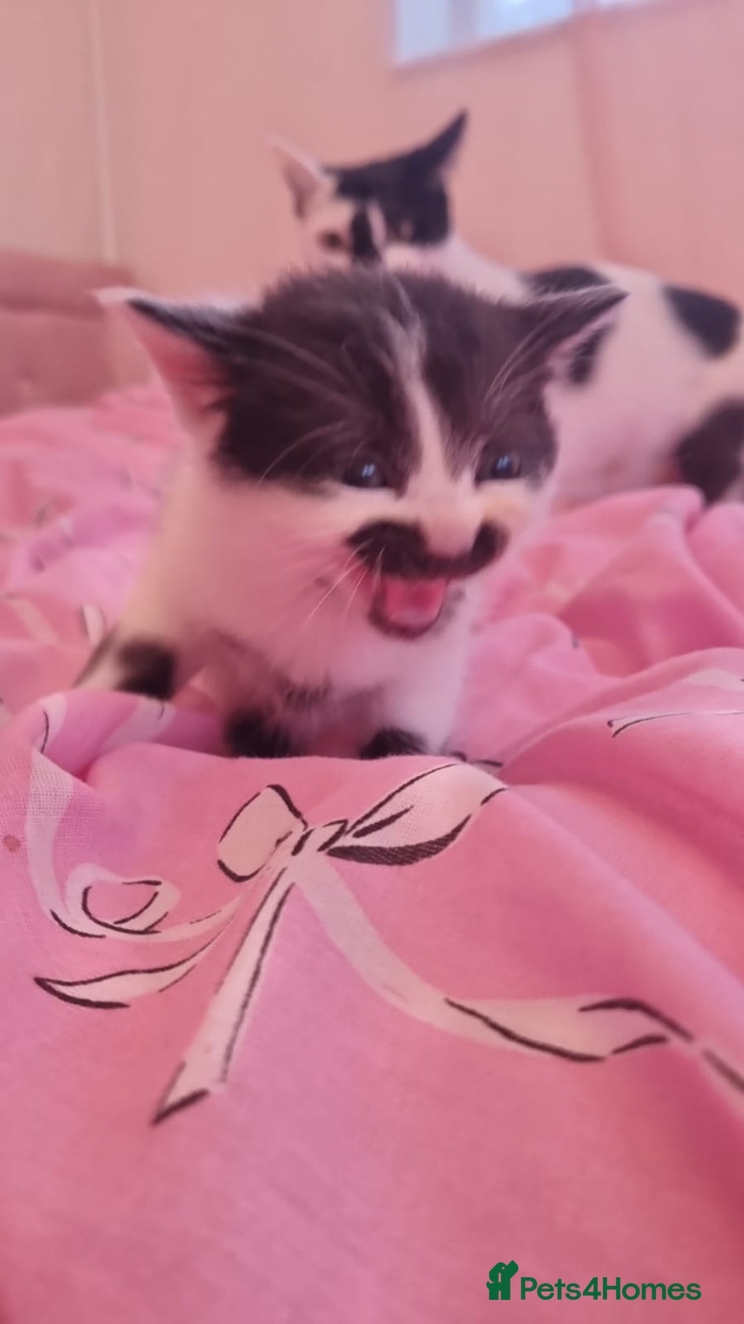 Mixed Breed cats for sale: 4 beautiful kittens for sale ♡ - Advert 7