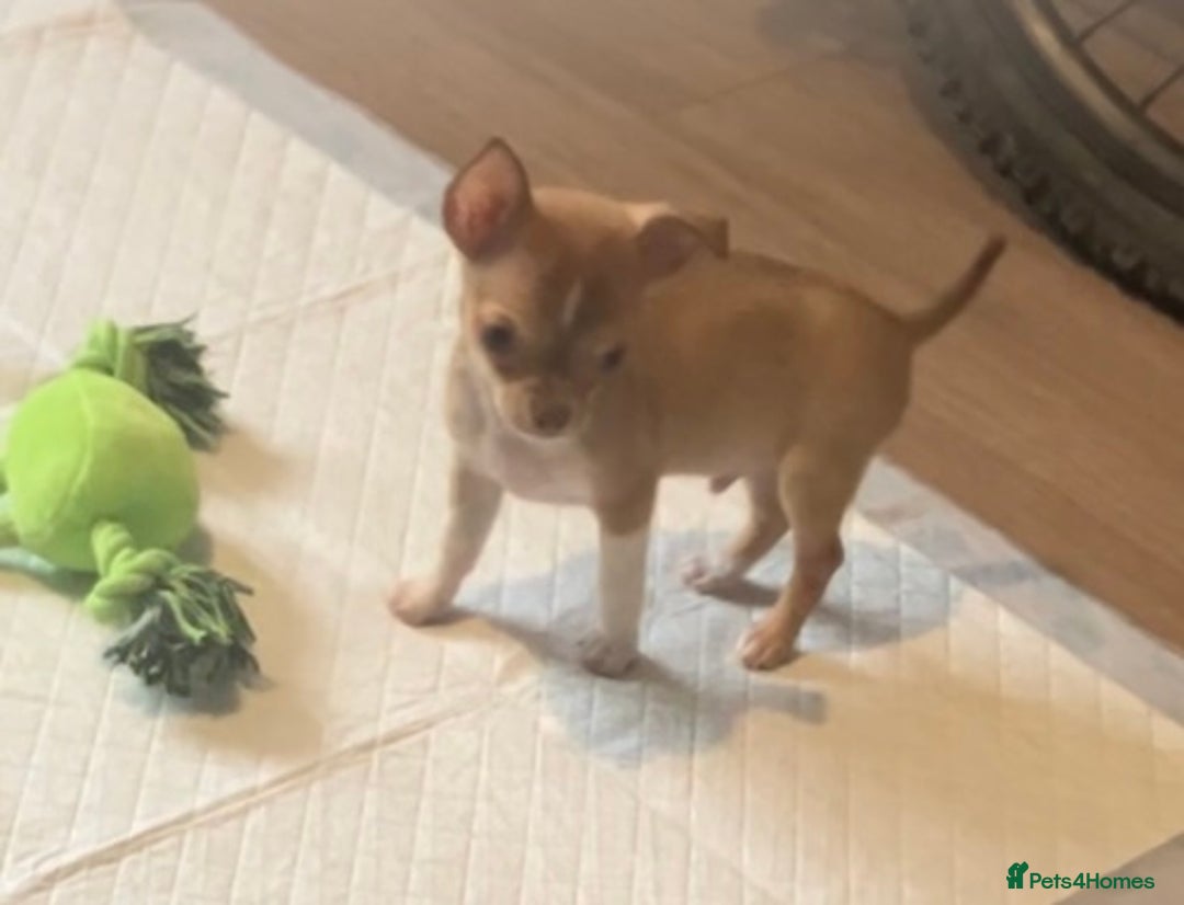 Chihuahua dogs for sale: CHIHUAHUA PUPPIES - Image 2