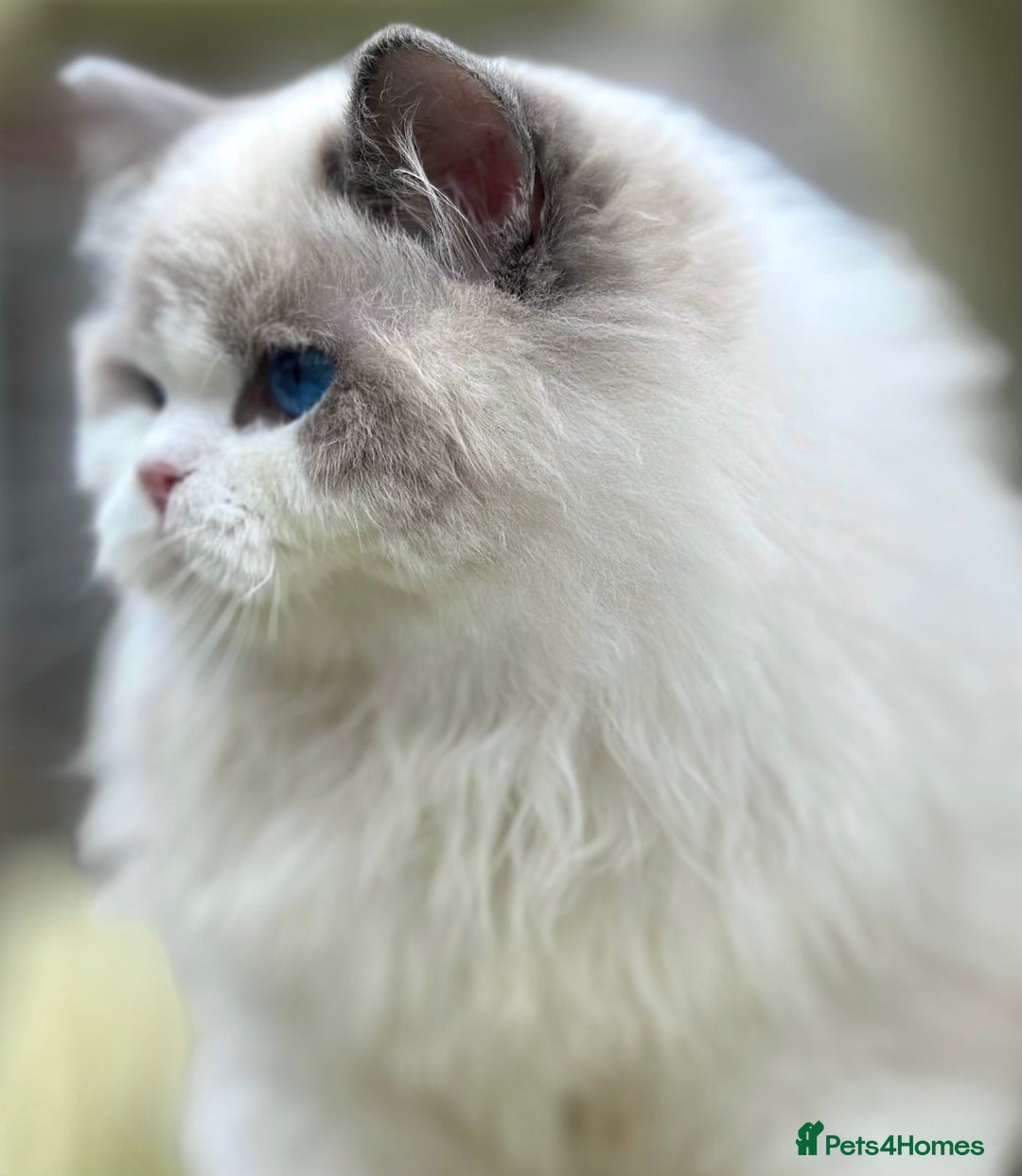 Ragdoll cats for sale: ACTIVE BOY or neutered pet  - Advert 7