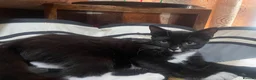Domestic Shorthair cats for sale: Three tuxes up for grabs :) - Advert 5