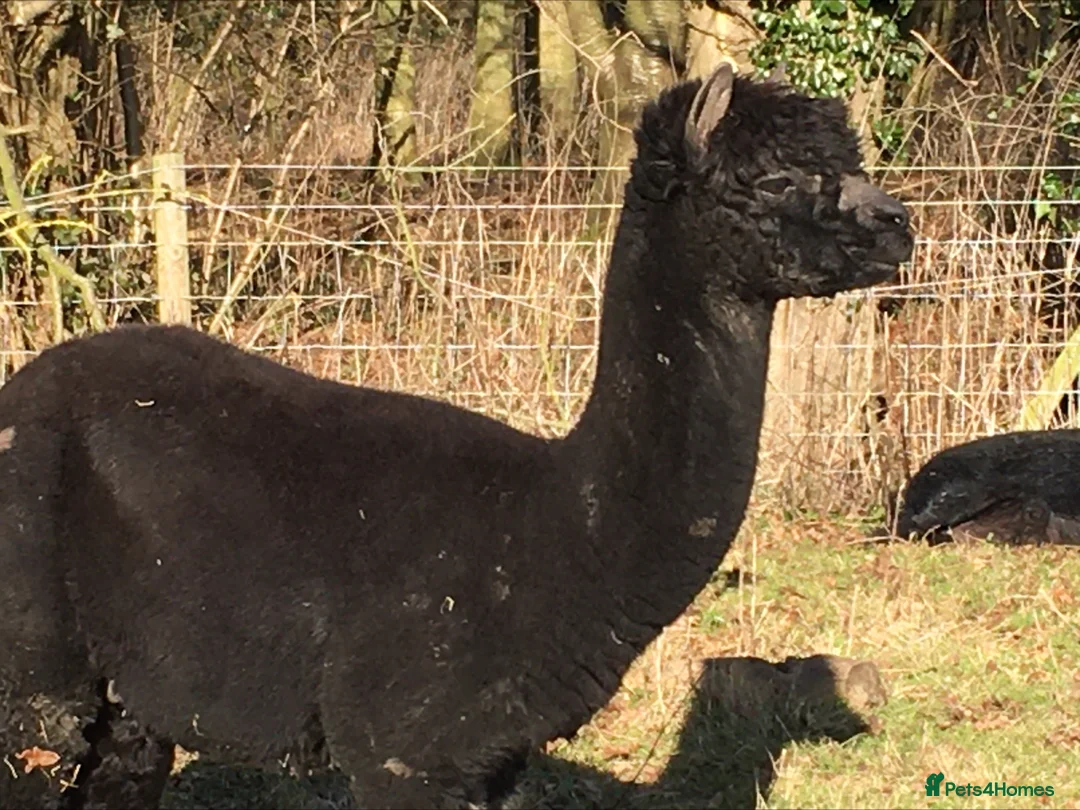Alpaca livestock for sale: Two alpaca boys  in Norwich - Advert 5