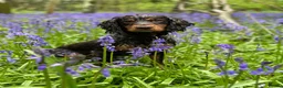 Cocker Spaniel dogs for sale: Cocker spaniel puppies in Ross-on-Wye - Advert 6