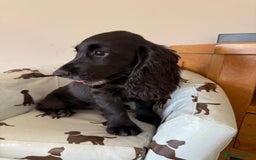 Cocker Spaniel dogs for sale: FULLY VACCINATED Black FEMALE cocker spaniel in Mold - Image 26