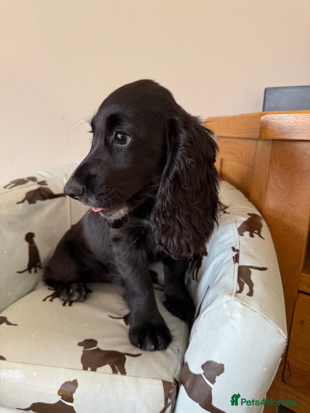 Cocker Spaniel dogs for sale: FULLY VACCINATED Black FEMALE cocker spaniel in Mold - Image 26