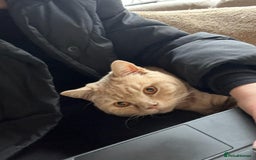 British Shorthair cats for sale: Our wonderful boy, Ferguson for sale  - Advert 21