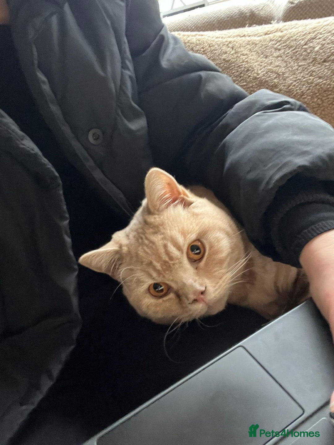 British Shorthair cats for sale: Our wonderful boy, Ferguson for sale  - Advert 21