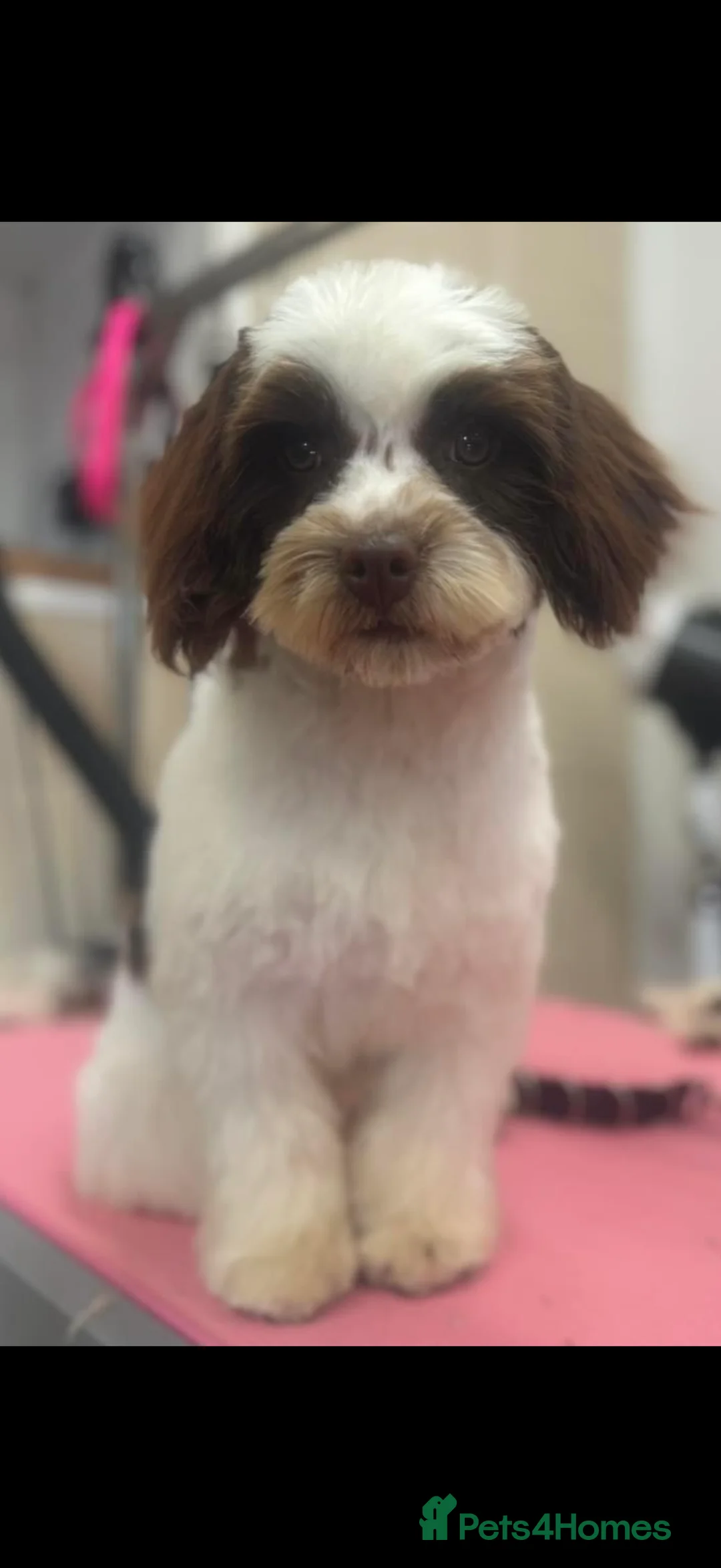 Cavapoo dogs for sale: Beautiful F1B Cavapoo puppies  - Advert 14