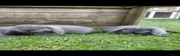 Mini Lop rabbits for sale: 2 mini lop boy babies ready now - Advert 2