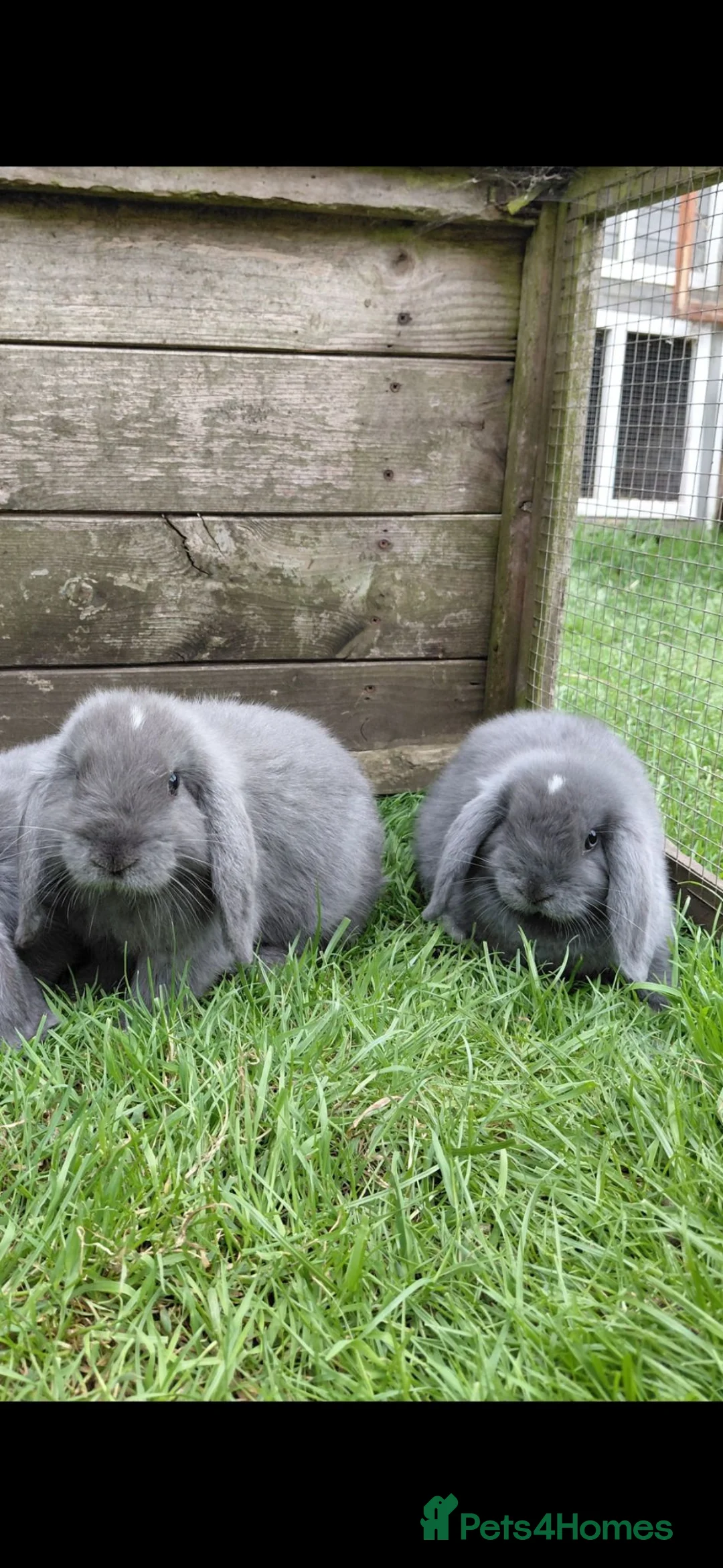 Mini Lop rabbits for sale: 2 mini lop boy babies ready now - Advert 2