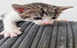 Mixed Breed cats for sale: 1 cutie left  - Image 4