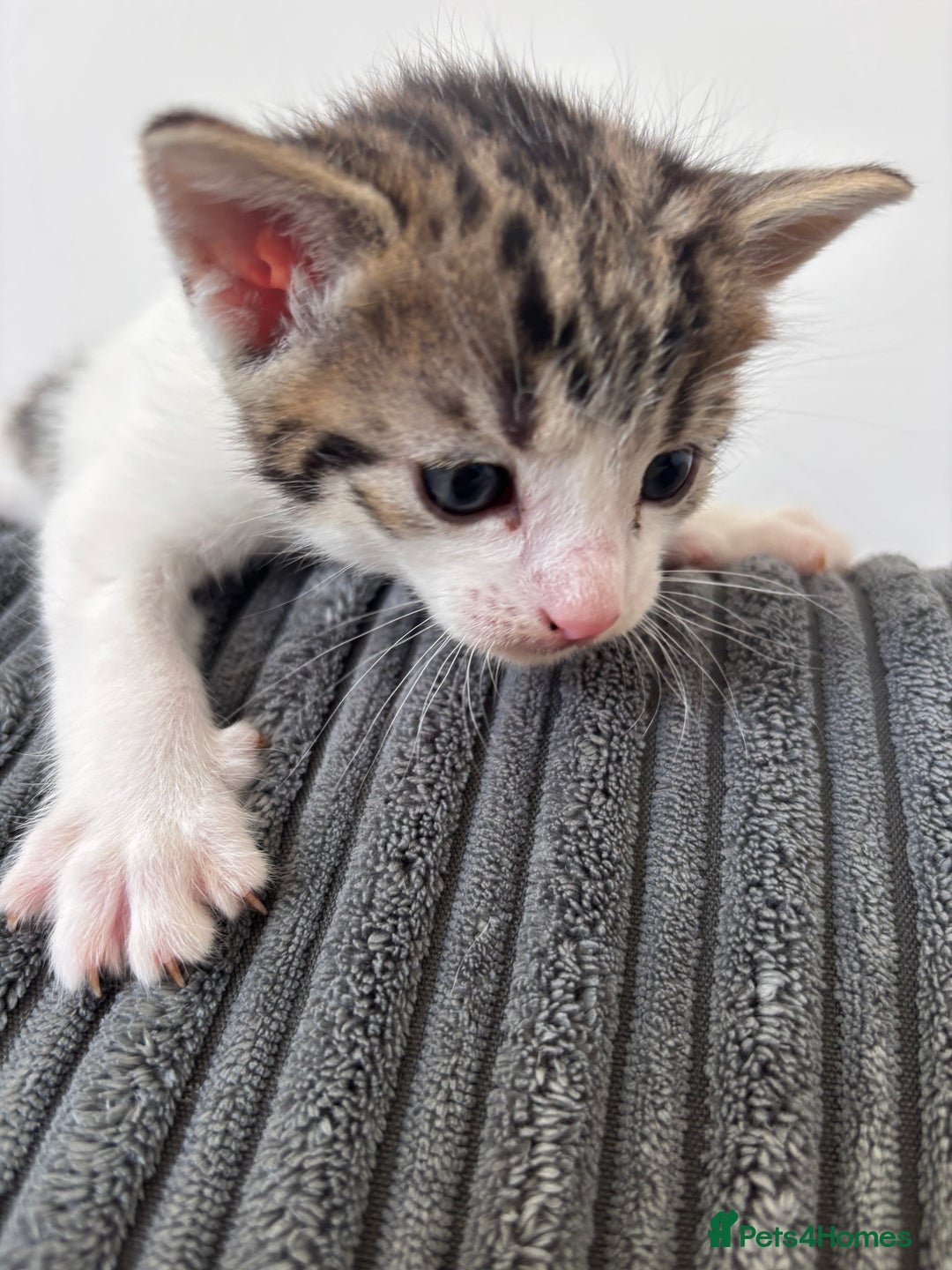 Mixed Breed cats for sale: 1 cutie left  - Image 4