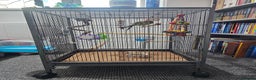 Parakeets birds for sale: Kakariki+Cage+toys+foods+bath+multivitamins+sprays - Advert 17