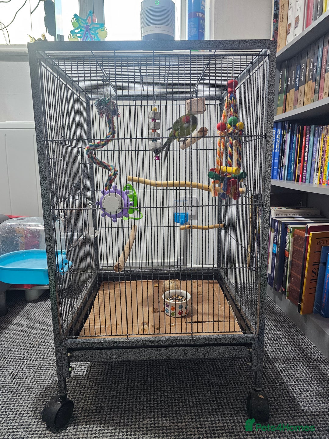 Parakeets birds for sale: Kakariki+Cage+toys+foods+bath+multivitamins+sprays - Image 17