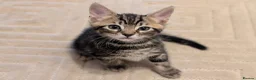 Mixed Breed cats for sale: Adorable kittens available  - Advert 4
