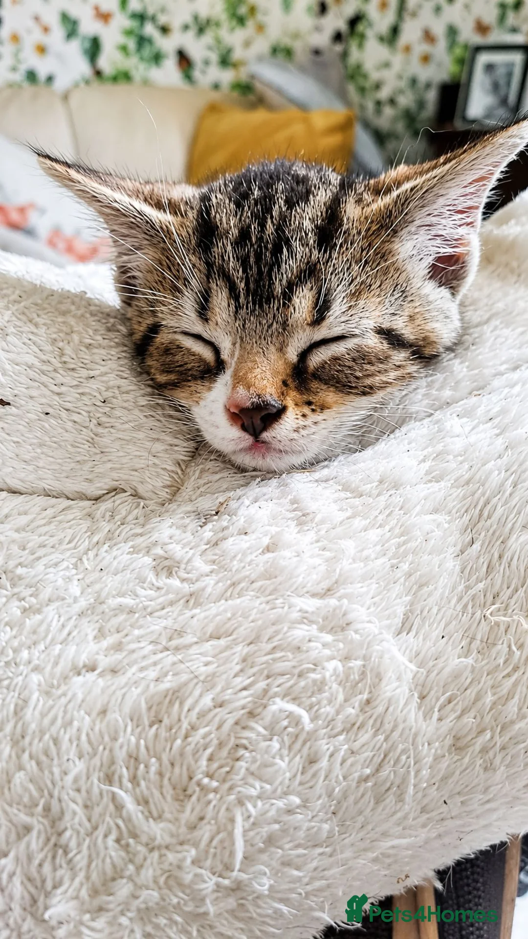 Mixed Breed cats for sale: 4 male kittens for sale  in Meifod - Advert 2