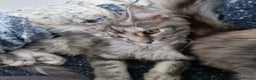 Maine Coon cats for sale: Gorgeous maine coon babies - Advert 19