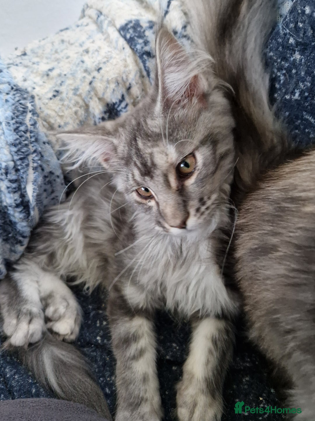 Maine Coon cats for sale: Gorgeous maine coon babies - Advert 19