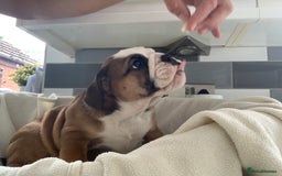 English Bulldog dogs for sale:  champion rosebull his royal highness puppies - Image 27