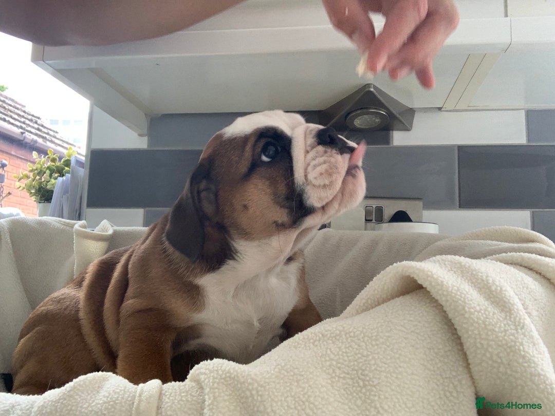 English Bulldog dogs for sale:  champion rosebull his royal highness puppies - Image 27