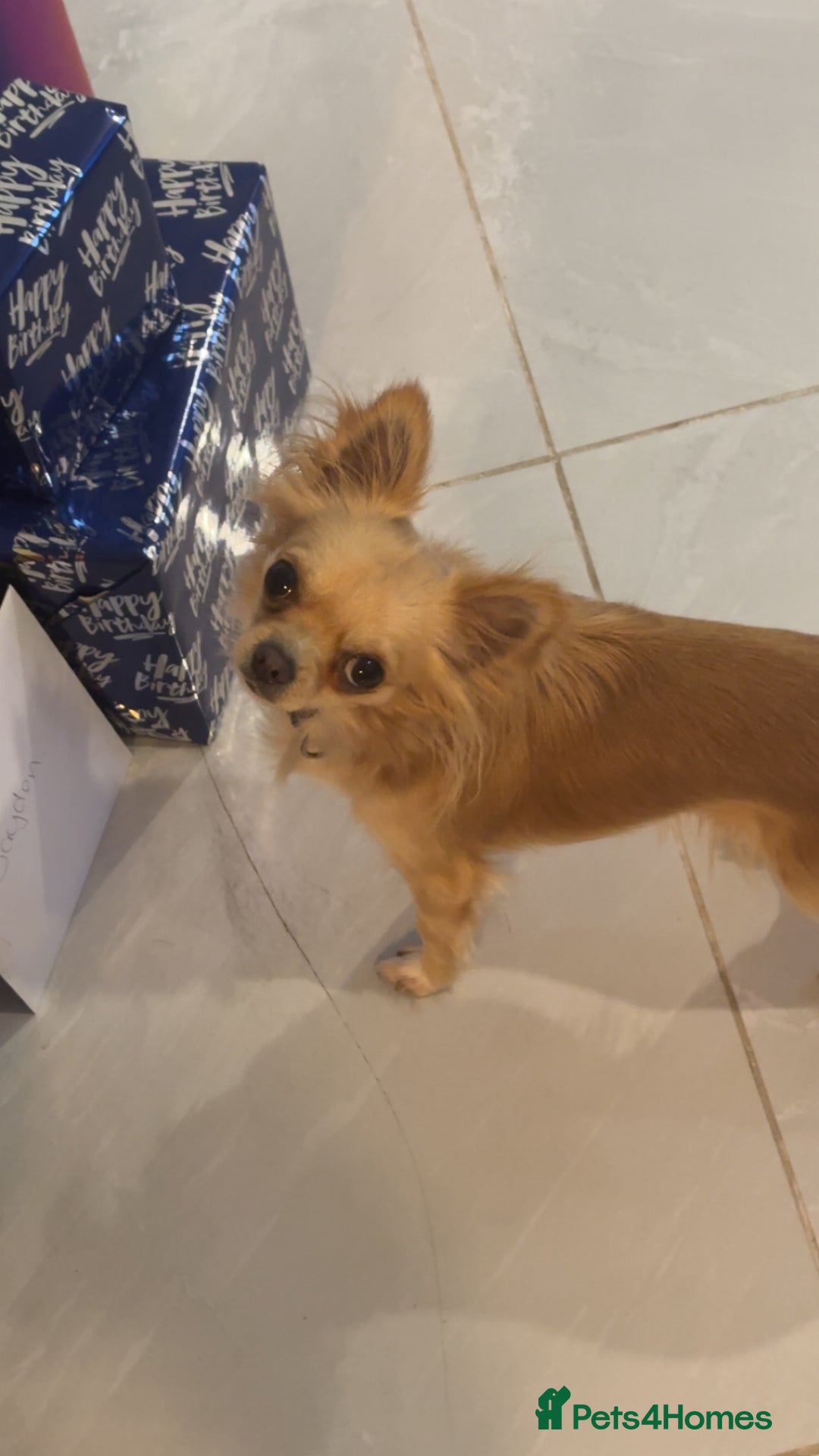 Chihuahua dogs for sale: Beautiful tiny Chihuahua - Advert 3