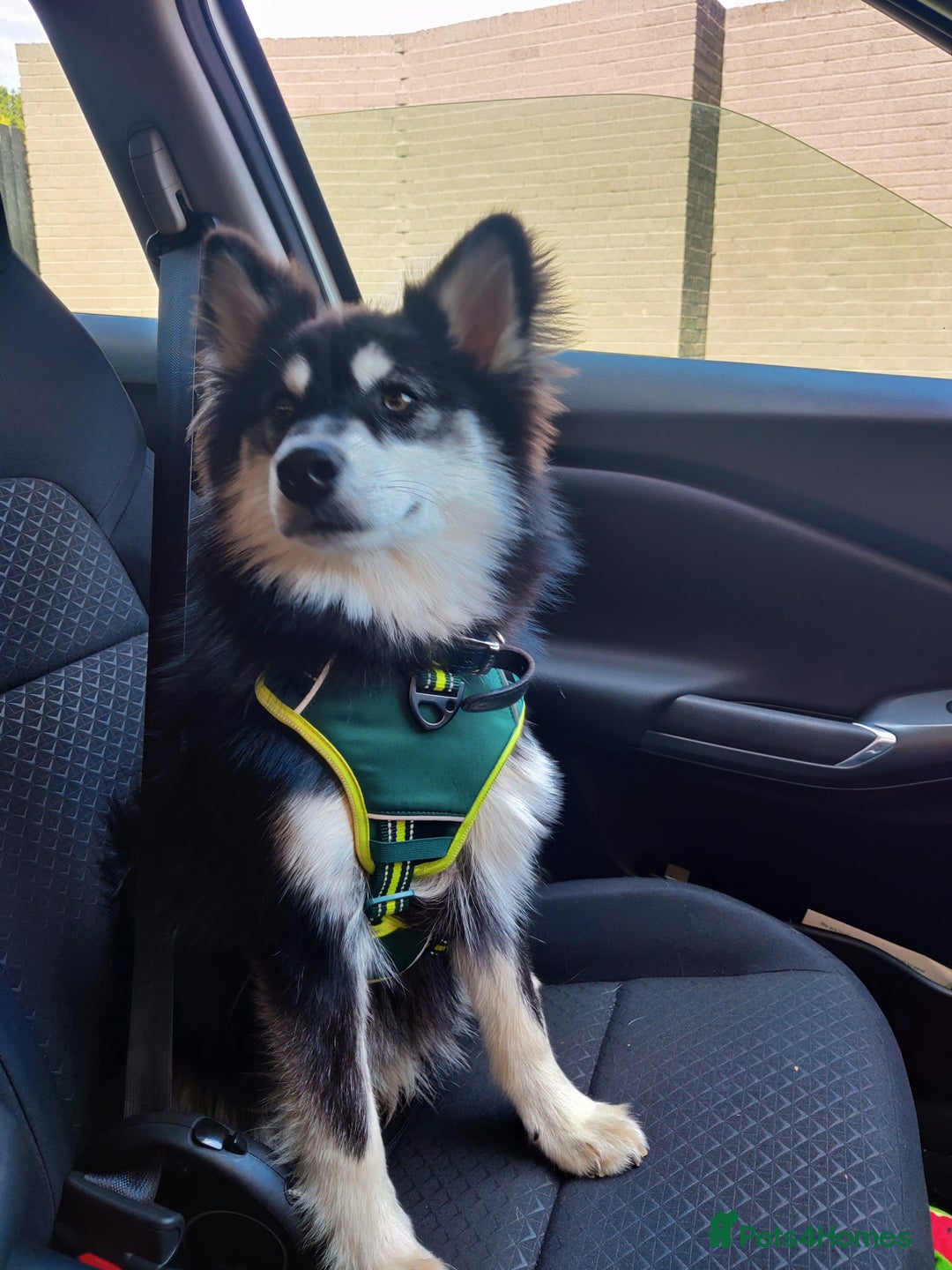 Pomsky dogs for sale: 8 month Pomsky - Image 5