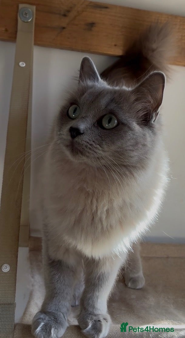 Ragdoll cats Blue sepia pedigree registered female - Advert 1