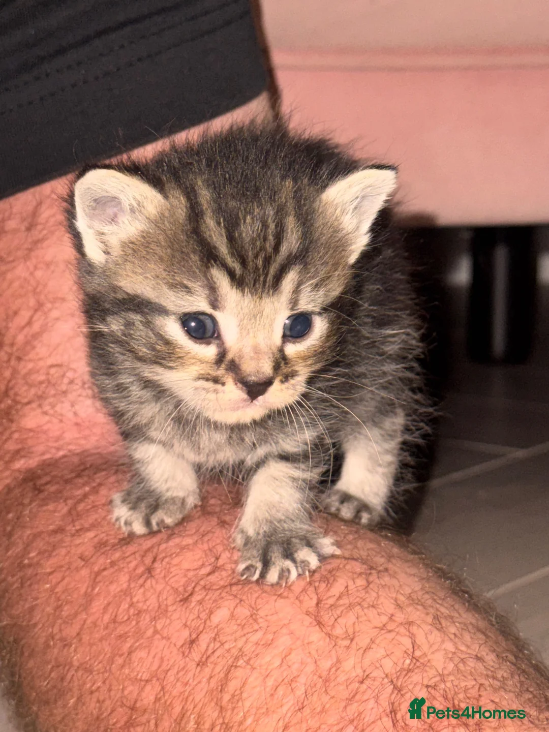 Domestic Shorthair cats for sale: 5 beautiful kittens  in Potters Bar - Advert 27
